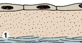 Плоскоклетъчен епител