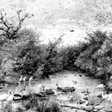 Дивият воден свят