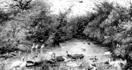 Дивият воден свят