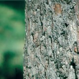 Стъблото на ябълковото дърво