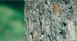 Стъблото на ябълковото дърво