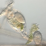 Ротифери с яйца