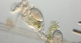 Ротифери с яйца