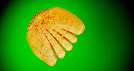 Люспа (костур)