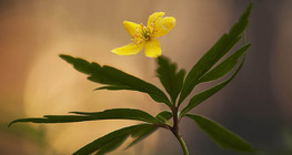 Лютиковидна съсънка