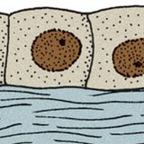 Кубичен епител