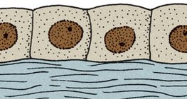 Кубичен епител