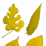 Листа от дървета