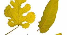 Листа от дървета