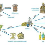 A kukorica hasznosítása