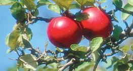 Ябълка сорт "Джонатан"