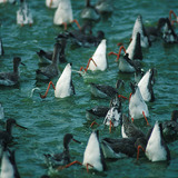 Кюкавци по време на хранене