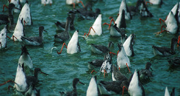 Кюкавци по време на хранене