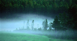 Мъглива утрин