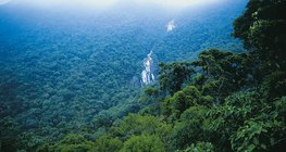 Тропическа гора