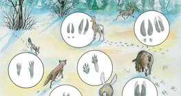 Следи на животни в снега