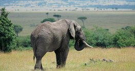 Слон в саваната