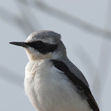 Сиво каменарче