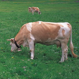 Домашно говедо