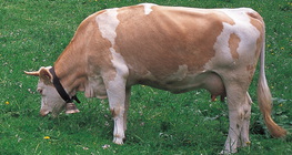 Домашно говедо