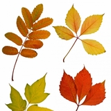 Листа от дървета