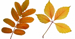 Листа от дървета