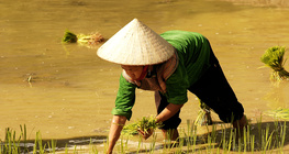 Оризови насаждения