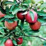 Ябълка от сорта "Старкинг"