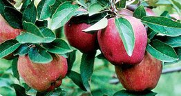 Ябълка от сорта "Старкинг"