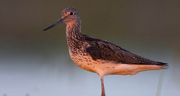 Малък червеноног водобегач
