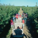 Бране на ябълки