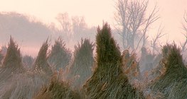 Снопове от ожъната тръстика