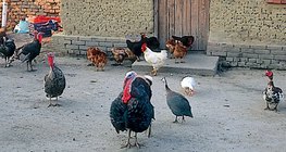 Домашни птици