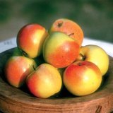 Унгарски местен сорт ябълки "Великденски розмарин"