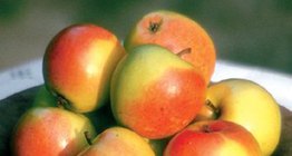 Унгарски местен сорт ябълки "Великденски розмарин"