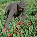 Бране на пипер