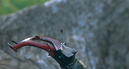 Бръмбар рогач