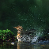 Къпещ се кос