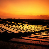 Оризови тераси на остров Бали