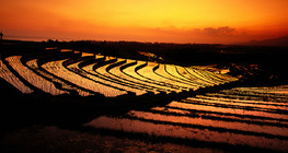 Оризови тераси на остров Бали