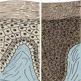 Кожата на бял и на черен човек