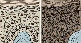 Кожата на бял и на черен човек