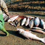 Отровени риби в Тиса, вследствие на замърсяването с цианид през 2000-та година.