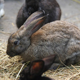 Домашен заек