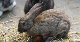 Домашен заек