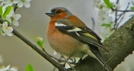 Обикновена чинка