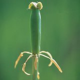 Лале след опрашване