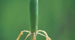 Лале след опрашване