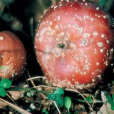 Ябълки, заразени с монилиния