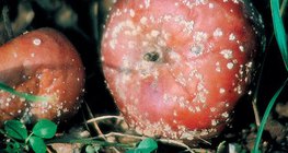 Ябълки, заразени с монилиния